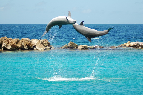 Dolfijnen op Curacao