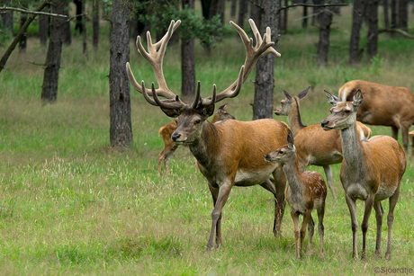 Familie Edelhert