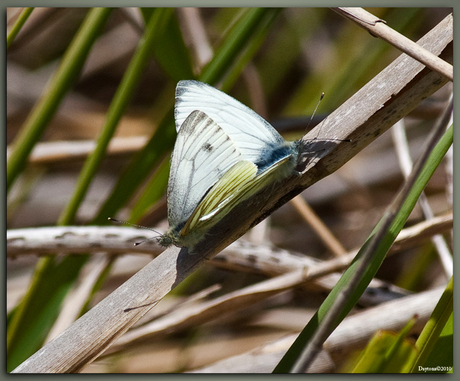 Witjes (AWD)