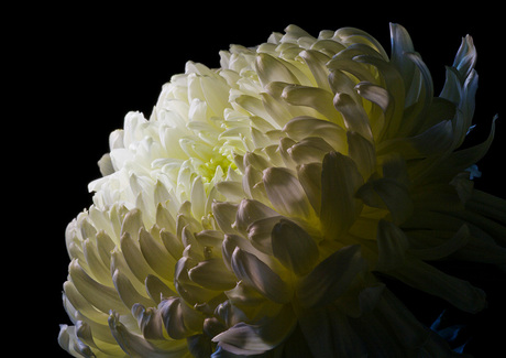 Witte chrysanthemum