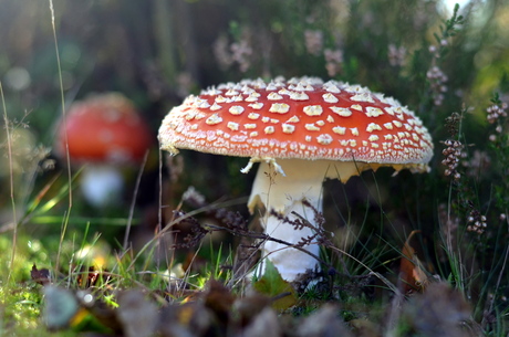Op een grote paddenstoel, rood met witte stippen!
