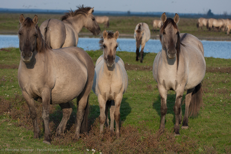 Paarden genieten in de zon