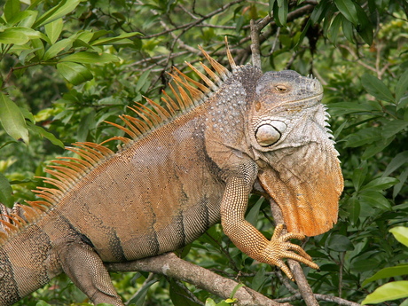 Leguaan Costa Rica