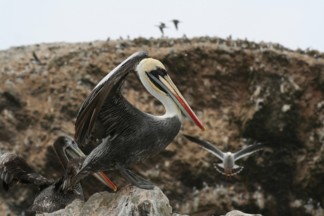 Islas Ballestas