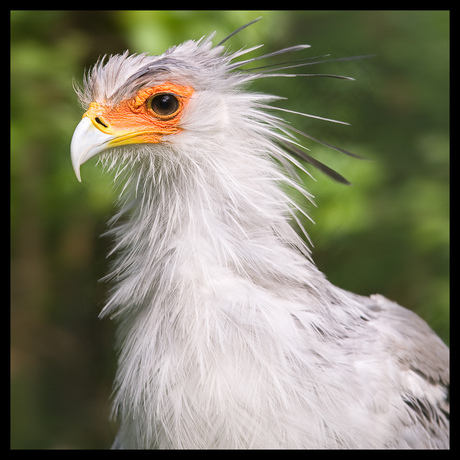 Secretarisvogel