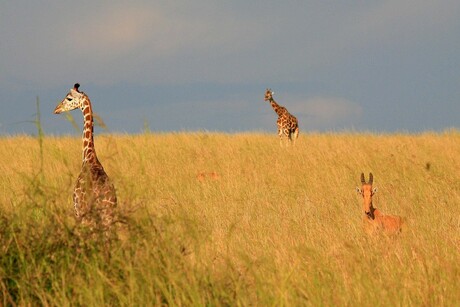savanne met giraffen