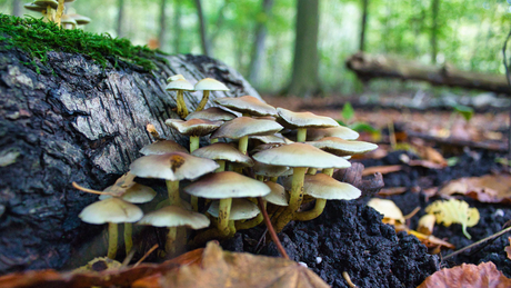 Herfst in Amsterdamse Bos