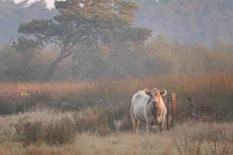 Galloway op de Kalmthoutse Heide