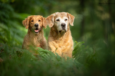 golden retrievers duo