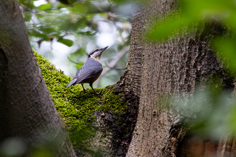 De boomklever in het zonnetje gezet.