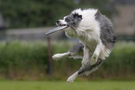 grijze frisbee