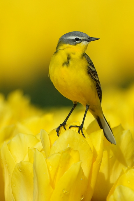 Gele kwikstaart op gele tulpen