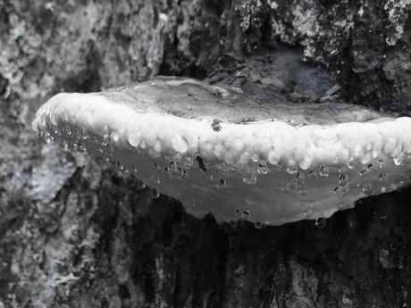 Versteende paddenstoelen