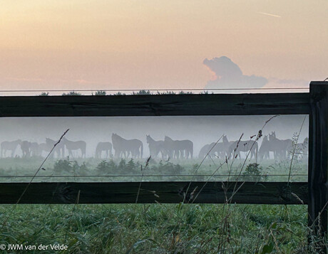 Paarden in de ochtendnevel - bewerkt