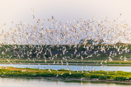 Grote Sternen en Kokmeeuwen