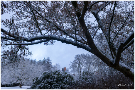 Winter in het park