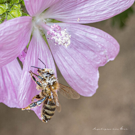 Honeybee aesthetic