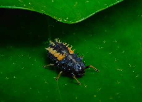 Bijzonder  insect