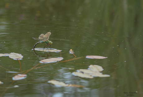 Eitjes afzetten