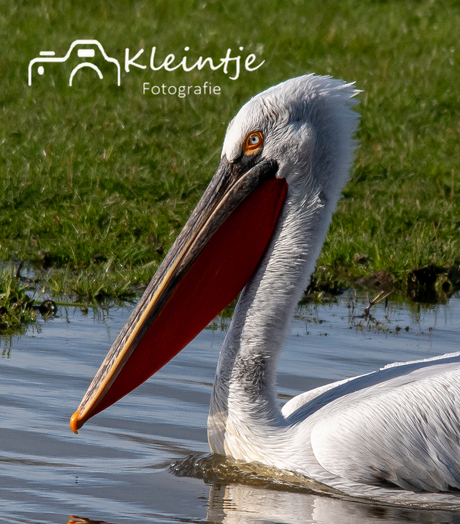 pelikaan in pijnacker