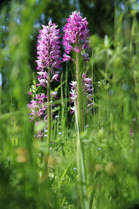 orchis militaris