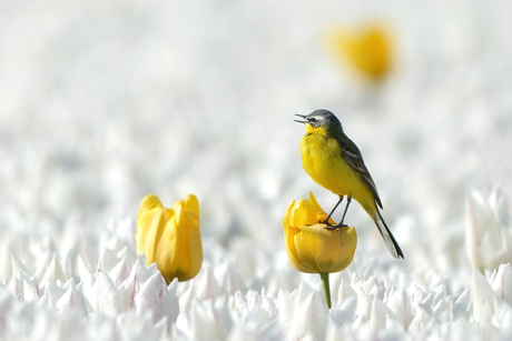 Gele kwikstaart in een tulpenveld