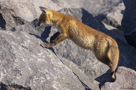 fox on the rocks