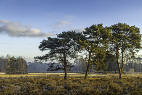 In de schaduw van grotere broers.