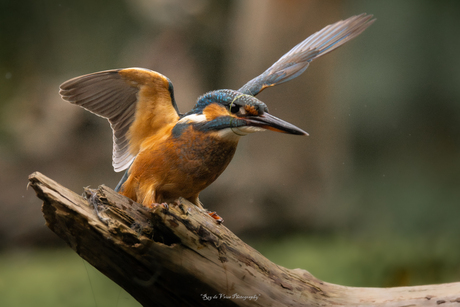 De ijsvogel