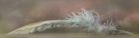 Een ganzenveer .........