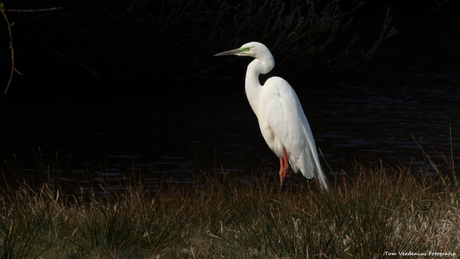 Grote Zilverreiger