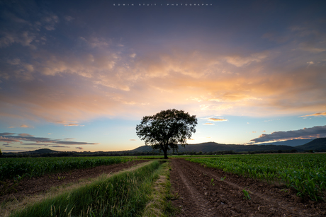 Lines to the tree