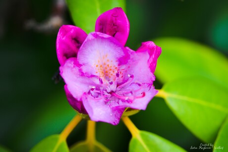 Bloem van een Rododendron 