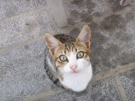 Green Eyed Cutey by Elle Hart