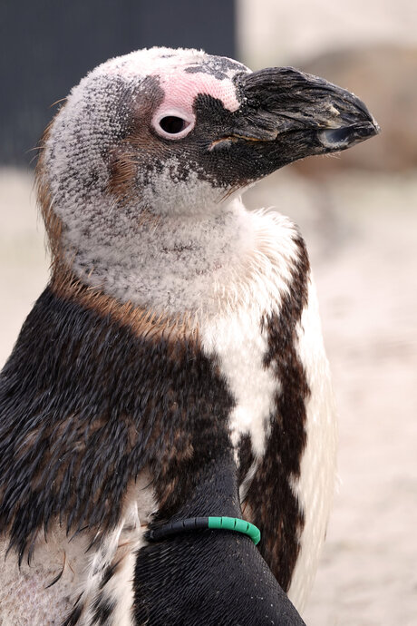 Pinguïn