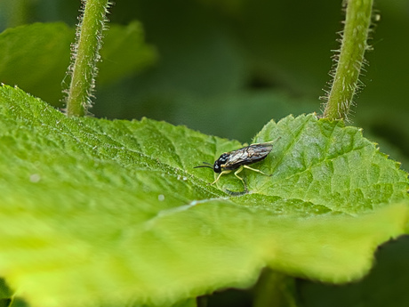 Aneugmenus spec. (Bladwesp)