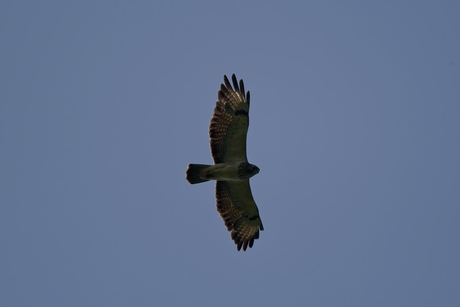 De witte buizerd
