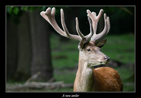 A new antler