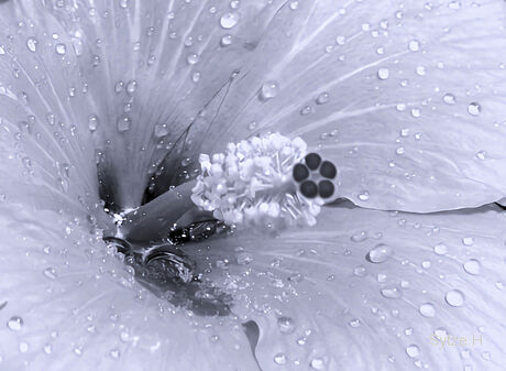 Het Hart van de bloem Hibiscus 