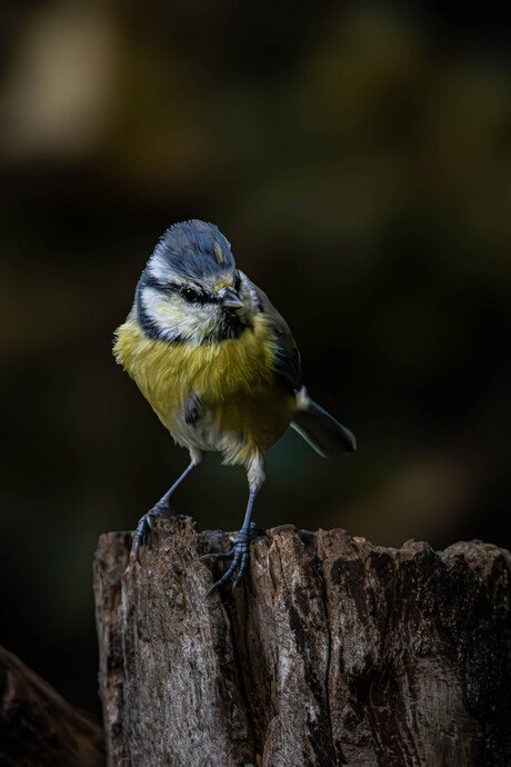 Nieuwsgierig pimpelmeesje