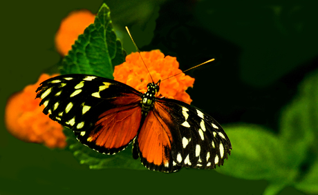 Vlindertuin Klein Costa Rica