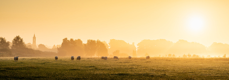 Schaapjes bij zonsopgang 