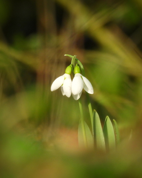 Een sprankje lentebloei