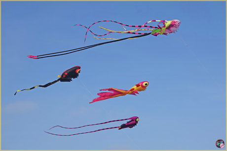 Vliegende visachtigen …