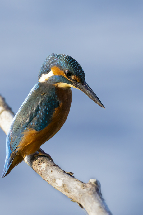 Kingfisher, IJsvogel