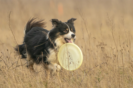 Frisbeedog