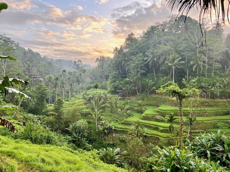 Bali rijstveld