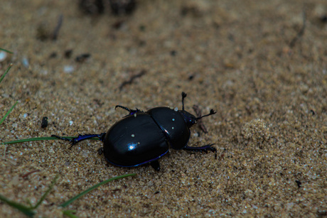 Macro foto mestkever!