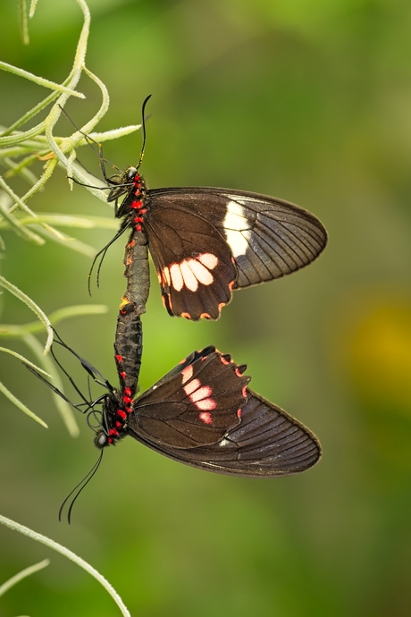 Vlinders