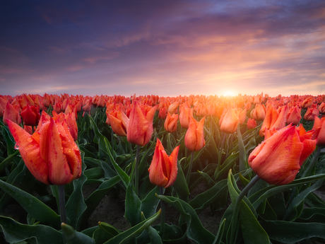 Orange Tulips at Sunset